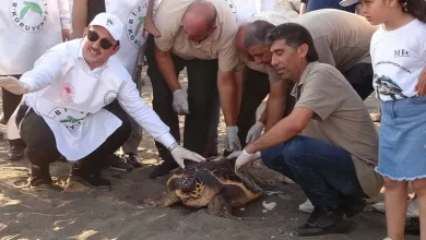 Iki yillik tedavi sonrasi yeniden dogal ortaminda manset