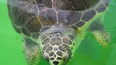 Kuresel isinma caretta carettalarida etkiledi manset